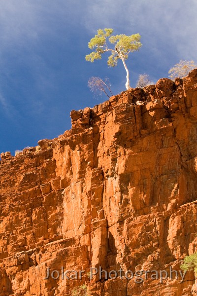 Larapinta_20080602_198 copy.jpg - Ghost gum  (Eucalyptus papuana var. aparrerinja) , Standley Chasm